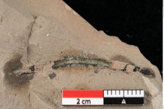 Foto (Detailansicht) von Cystoseira communis Unger (NHMW-GEO-2024-0188-0099)